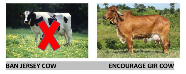 BAN JERSEY COW