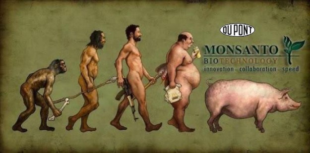 Evolution of GM food eating man