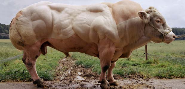 Genetically-Modified-Cattle