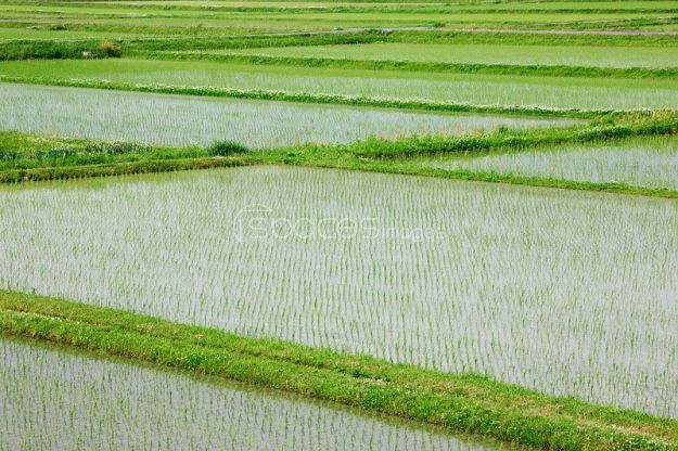 Flooded Paddy Field