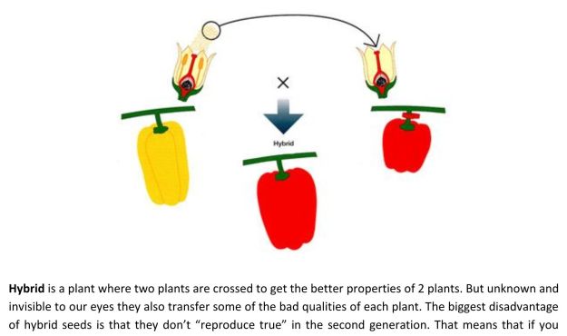 Stay away from Hybrid plants - they dont reproduce true in 2nd generation