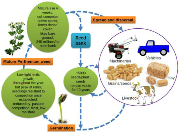 Figure-3-The-life-cycle-of-parthenium-weed.png