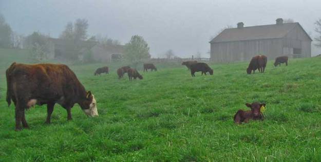 Grass & Sunlight fed cows are the best!
