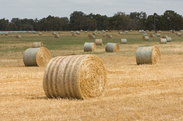 Hay bales.jpg