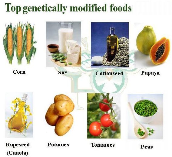 Never feed any crop or waste of these GM plants