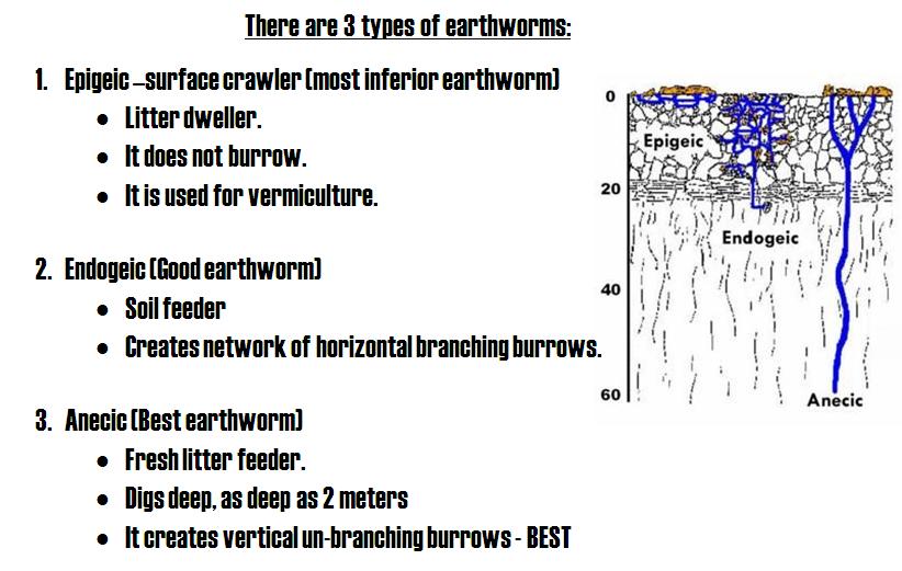 3Types of Earthworms.jpg