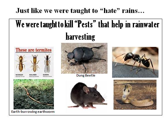 Pest that help Rainwater harvesting