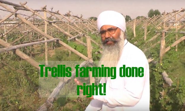Trellis farming done right